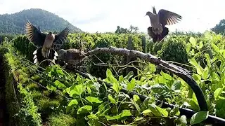 Amazing Dove Trap - Unique Quick Dove Trap