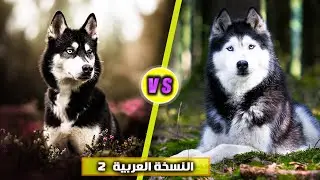 اشتري ده ولا ده 🤔 كلب المالموت هاسكي ولا  كلب السيبرين هاسكي