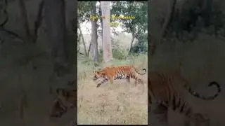 🐅🐅Save the Tiger, Save the Planet. Roar for the Tiger, Before It's No More. No Tiger, No Forest.