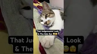 Cat Giving A Look 🫣🙄 | Cat Stare #cat #kittten #shorts