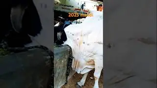 Bhakraid mandi seen #love #qurbani2025 #mandi