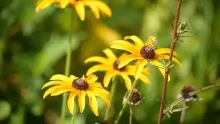 Saving the Pollinators
