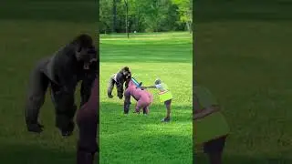 A Gorilla Fight at the Zoo can&rsquo;t be broken up unless&hellip;!