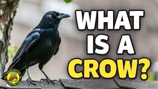 What Is a Crow? | Learn About Crows for Kids | Animals Made Easy