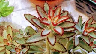 kalanchoe tomentosa e outras espécies (desafio minha plantas peludas rsr)
