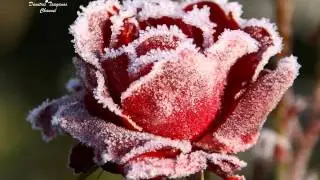 &radic;&hearts; Lament for a Frozen Flower &radic; Secret Garden