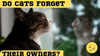 Do Cats Forget Their Owners ?