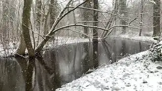 Igor Stanislas Timeless Pt.3 Forest  (Official Video)