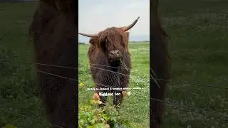 The purest Scottish icon🐮🤎🏴󠁧󠁢󠁳󠁣󠁴󠁿💙 #scotland #scottishicon #highlandcoo