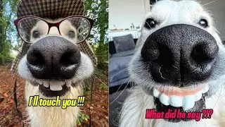I Ranked Animal Voice-Overs&hellip; and This Got Out of Hand 😂