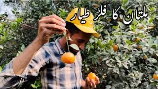 Multan ka faluter tayar // mosam ka phal 24 November 2023
