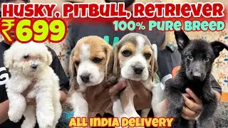 Cheapest Dogs Market in Delhi | German Shepherd, Husky, Pitbull, Cats | Sky Pet Shop, Janakpuri
