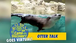 MODS Virtual Camp Discovery Otters