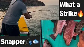 Red Snapper fish on a Shrimp 🎣🐟 #rodfishing #fishing #snapperfishing 