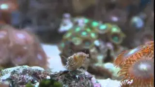 Stomatella snail release sperm - Размножение стомателлы (дымит)