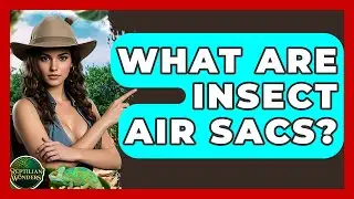 What Are Insect Air Sacs? - Reptilian Wonders