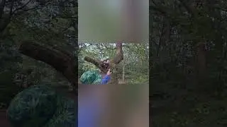 Blessings Pat & Roy's Secret Seat  & Swing #woodland #uk #rastafari #mentalhealthawareness 💯🚲🔊🙏🍁🫶