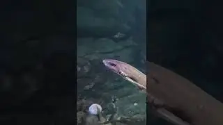 Catshark, Dogfish, #catshark #dogfish #nature #ocean