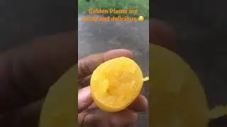 Golden Plums are ready and delicious 🤤