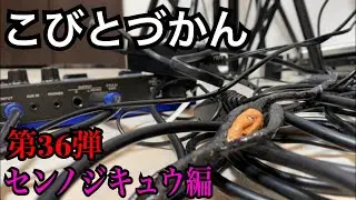 【こびとづかん】センノジキュウ見つけるまで帰れま10！！！