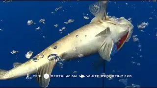 STELIOS YIANGOU | Spearfishing PRO Cyprus | Deep Dives, Ep.3, 48.5M, White Grouper 7.5kg