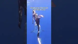 😱Close encounter with Tiger Shark ‼️ only a gentle redirect needed #shorts #tigershark