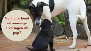 Valt jouw hond uit vanwege ervaringen als pup?