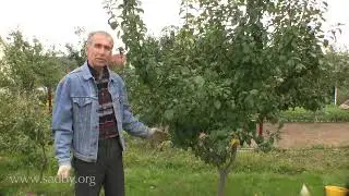 Осенний полив: залог здоровья сада. Подготовка сада к зиме