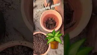 how to fill planters! mix soil, cocopeat & vermicompost #planter #cocopeat #soil  #diy #plantation
