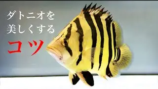 【アクアリウム】うちのダトニオが美しすぎる案件。色あげについて語ります。