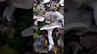 восковатая говорушка и дымчатая отличие от ядовитой