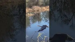 Great Blue Heron in flight! #flying