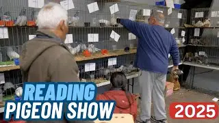 Foy's Pet Supplies - Выставка PIGEON в Рединге 2025