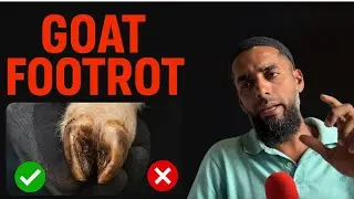 Goat FootRot, FMD, Pneumonia: Prevention & Care Tips from Shalimar Goat Farm Pune