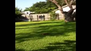 Newton's Three Laws of Motion- Lamar University EDLD 5363 Group Video Project