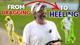 Stop Leash Pulling FAST: Teach Your Small Dog to Heel in Just Minutes!
