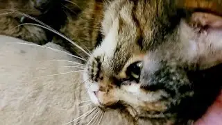 Cats... Whiskas lovings! 😊💕 #cats #catslife #lovingcat #cutecat #catvideos