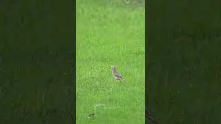 Paddy field Pipit 🕊️ bird #birds #nature #pipit #birdspecies #wildlife
