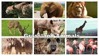 Grassland Animals for Children &ndash; Preschool Learn about Wild Animals