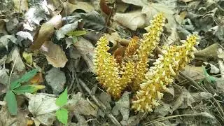 Bear corn!