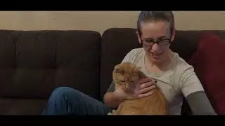 HandsOn Pet Grooming Gloves in action with a cute tabby cat