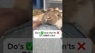 Do&rsquo;s and don&rsquo;ts of rabbit care #bunny #bunnycare #rabbit #rabbitcare #hollandlops #cute #funnypets
