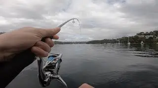 Sydney Harbour Fishing Action | Kingfish, Bigeye and Squid