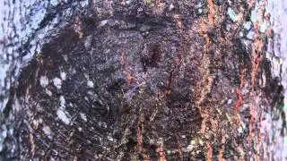 treebody