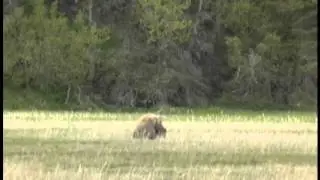 Bear Viewing in Chinitna Bay