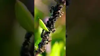 The Surprising Life Lessons We Can Learn from Ants