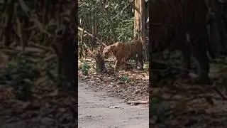Dhela Zone Male Tiger #nature#jimcorbett#wildlife#animals#tiger#latest#shorts#youtube#viralshort