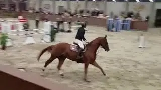 Stenbækgårds Mojito, 5 years Final 2018