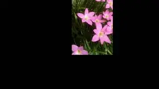 #flower#sky#photo#blue-sky#newphoto