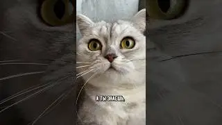 Удивительные факты про кошек, которые ты мог не знать #кошка #коты #кот
